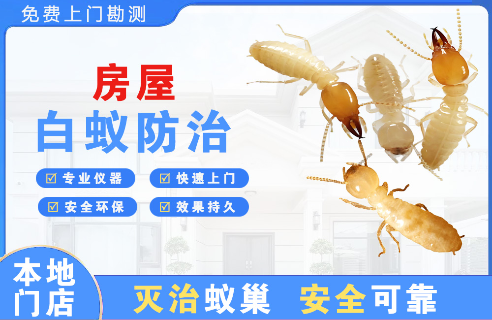 南昌房屋白蚁防治